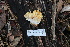  ( - FDS-CA-08728)  @11 [ ] c (2025) Marinna Grijalva Fungal Diversity Survey