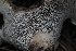  ( - FDS-CA-08729)  @11 [ ] c (2025) Marinna Grijalva Fungal Diversity Survey