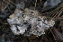  ( - FDS-CA-08729)  @11 [ ] c (2025) Marinna Grijalva Fungal Diversity Survey