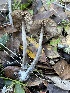  ( - FDS-CA-08425)  @11 [ ] by-nc (2025) Dean Lyons Fungal Diversity Survey