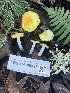  ( - FDS-CA-08426)  @11 [ ] by-nc (2025) Dean Lyons Fungal Diversity Survey