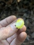  ( - FDS-CA-08426)  @11 [ ] by-nc (2025) Dean Lyons Fungal Diversity Survey