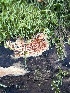  ( - FDS-CA-08427)  @11 [ ] by-nc (2025) Dean Lyons Fungal Diversity Survey