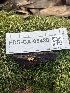  ( - FDS-CA-08428)  @11 [ ] by-nc (2025) Dean Lyons Fungal Diversity Survey