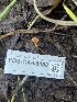  ( - FDS-CA-08458)  @11 [ ] by-nc (2025) Dean Lyons Fungal Diversity Survey