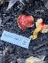 ( - FDS-CA-08457)  @11 [ ] by-nc (2025) Dean Lyons Fungal Diversity Survey