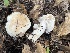  ( - FDS-CA-08455)  @11 [ ] by-nc (2025) Dean Lyons Fungal Diversity Survey
