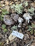 ( - FDS-CA-08454)  @11 [ ] by-nc (2025) Dean Lyons Fungal Diversity Survey