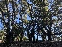  ( - FDS-CA-08454)  @11 [ ] by-nc (2025) Dean Lyons Fungal Diversity Survey