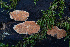 (Hypoxylon sp. crocopeplum-CA01 - FDS-CA-08427)  @11 [ ] by-nc (2025) Dean Lyons Fungal Diversity Survey