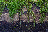  (Hypoxylon crocopeplum - FDS-CA-07487)  @11 [ ] by-nc (2025) Dean Lyons Fungal Diversity Survey