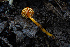  ( - FDS-CA-08458)  @11 [ ] by-nc (2025) Dean Lyons Fungal Diversity Survey