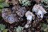  ( - FDS-CA-08454)  @11 [ ] by-nc (2025) Dean Lyons Fungal Diversity Survey