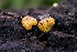 (Endogone sp. CA03 - FDS-CA-08428)  @11 [ ] by-nc (2025) Dean Lyons Fungal Diversity Survey