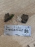  ( - FDS-CA-07487)  @11 [ ] by-nc (2025) Dean Lyons Fungal Diversity Survey