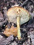  ( - FDS-CA-08198)  @11 [ ] by-nc (2025) Damon Tighe Fungal Diversity Survey