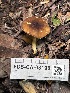  ( - FDS-CA-08198)  @11 [ ] by-nc (2025) Damon Tighe Fungal Diversity Survey