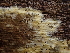  ( - FDS-CA-08201)  @11 [ ] by-nc (2025) Damon Tighe Fungal Diversity Survey