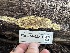  ( - FDS-CA-08201)  @11 [ ] by-nc (2025) Damon Tighe Fungal Diversity Survey