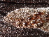  ( - FDS-CA-08212)  @11 [ ] by-nc (2025) Damon Tighe Fungal Diversity Survey