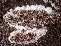  (Nemania sp. CA02 - FDS-CA-08212)  @11 [ ] by-nc (2025) Damon Tighe Fungal Diversity Survey