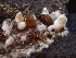  ( - FDS-CA-08212)  @11 [ ] by-nc (2025) Damon Tighe Fungal Diversity Survey