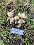  (Psathyrella rogueiana - FDS-CA-08731)  @11 [ ] c (2025) Marinna Grijalva Fungal Diversity Survey