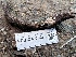  ( - FDS-CA-08220)  @11 [ ] by-nc (2025) Damon Tighe Fungal Diversity Survey