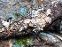  ( - FDS-CA-08220)  @11 [ ] by-nc (2025) Damon Tighe Fungal Diversity Survey