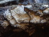  (Hohenbuehelia cyphelliformis - FDS-CA-08220)  @11 [ ] by-nc (2025) Damon Tighe Fungal Diversity Survey