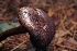  ( - FDS-CA-05496)  @11 [ ] by-nc (2025) Unspecified Fungal Diversity Survey