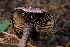  ( - FDS-CA-05496)  @11 [ ] by-nc (2025) Unspecified Fungal Diversity Survey