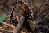  ( - FDS-CA-05496)  @11 [ ] by-nc (2025) Unspecified Fungal Diversity Survey