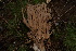  ( - FDS-CA-05500)  @11 [ ] by-nc (2025) Unspecified Fungal Diversity Survey