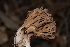  ( - FDS-CA-05500)  @11 [ ] by-nc (2025) Unspecified Fungal Diversity Survey