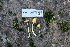  ( - FDS-CA-08742)  @11 [ ] c (2025) Marinna Grijalva Fungal Diversity Survey