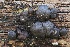  ( - FDS-CA-06331)  @11 [ ] by-nc (2025) Taye Bright Fungal Diversity Survey