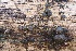  ( - FDS-CA-06331)  @11 [ ] by-nc (2025) Taye Bright Fungal Diversity Survey