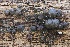  ( - FDS-CA-06331)  @11 [ ] by-nc (2025) Taye Bright Fungal Diversity Survey