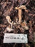  ( - FDS-CA-08225)  @11 [ ] by-nc (2025) Damon Tighe Fungal Diversity Survey
