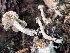  ( - FDS-CA-08225)  @11 [ ] by-nc (2025) Damon Tighe Fungal Diversity Survey