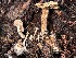  ( - FDS-CA-08225)  @11 [ ] by-nc (2025) Damon Tighe Fungal Diversity Survey