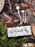  ( - FDS-CA-08227)  @11 [ ] by-nc (2025) Damon Tighe Fungal Diversity Survey