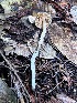  ( - FDS-CA-08229)  @11 [ ] by-nc (2025) Damon Tighe Fungal Diversity Survey
