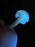  ( - FDS-CA-08227)  @11 [ ] by-nc (2025) Damon Tighe Fungal Diversity Survey