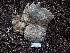  (Albatrellopsis flettii - FDS-CA-08239)  @11 [ ] by-nc (2025) Damon Tighe Fungal Diversity Survey