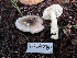  ( - FDS-CA-08237)  @11 [ ] by-nc (2025) Damon Tighe Fungal Diversity Survey