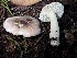  ( - FDS-CA-08237)  @11 [ ] by-nc (2025) Damon Tighe Fungal Diversity Survey