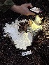  ( - FDS-CA-08239)  @11 [ ] by-nc (2025) Damon Tighe Fungal Diversity Survey