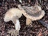  ( - FDS-CA-08244)  @11 [ ] by-nc (2025) Damon Tighe Fungal Diversity Survey